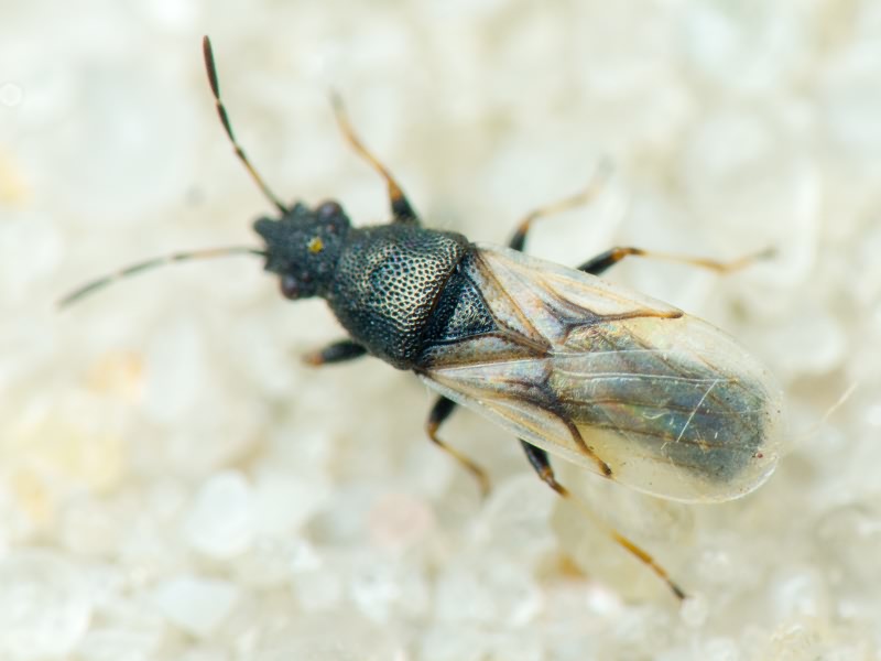 Metopoplax origani (Kolenati, 1845)
